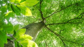 Forêt du Groupe Bétrancourt - 100